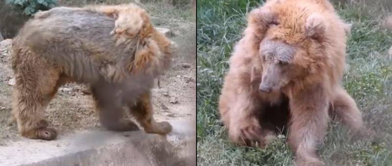 We Need To Save The Injured Himalayan Brown Bear At Islamabad Zoo
