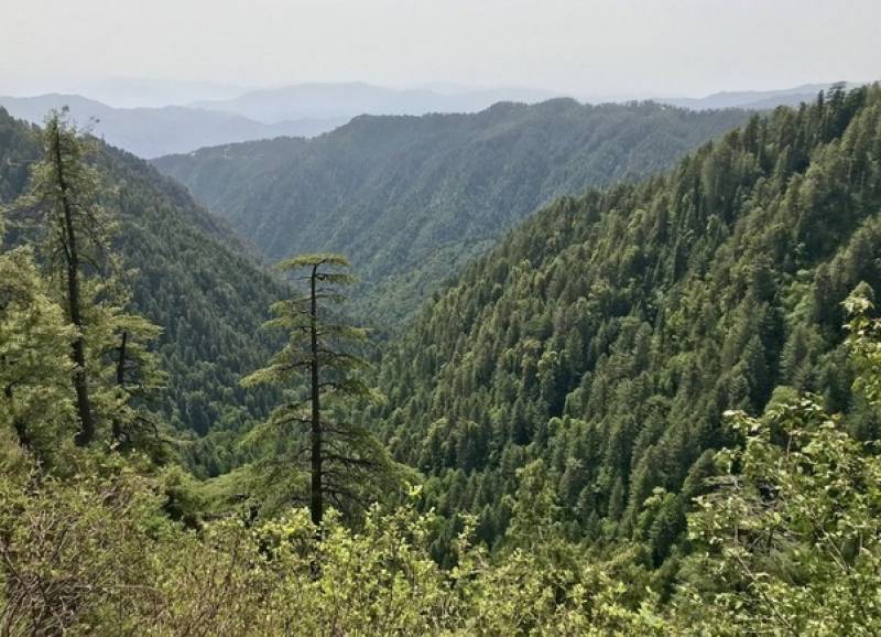 KPK Government Completes Its Billion Trees Tsunami Project