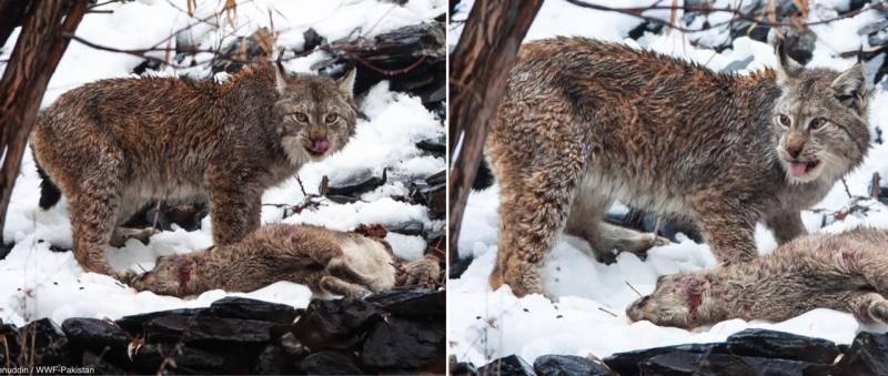 Never Seen Before: Rare Footage of Himalayan Lynx Hunting Captured in Chitral