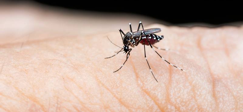 DENGUE, HOW TO STAY SAFE