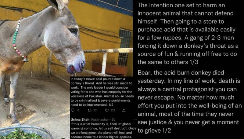 Terrifying Death of the Donkey Due to Force-fed Of Acid 